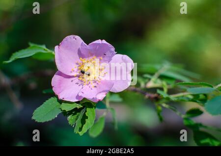 La prateria selvaggia rosa con insetti che raccolgono polline Foto Stock