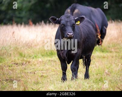 Black Angus bovini in un campo a Truro, Cornovaglia, Regno Unito Foto Stock