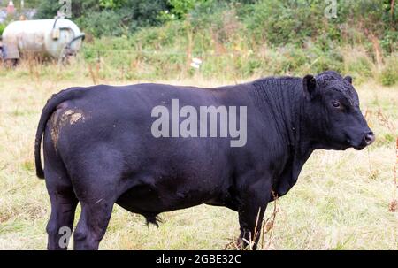 Black Angus bovini in un campo a Truro, Cornovaglia, Regno Unito Foto Stock