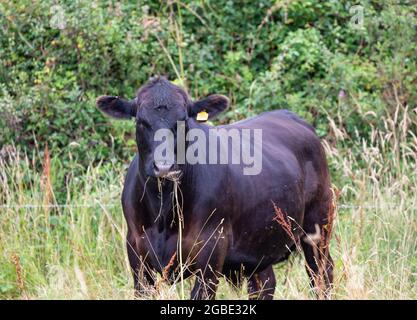 Black Angus bovini in un campo a Truro, Cornovaglia, Regno Unito Foto Stock