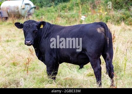 Black Angus bovini in un campo a Truro, Cornovaglia, Regno Unito Foto Stock