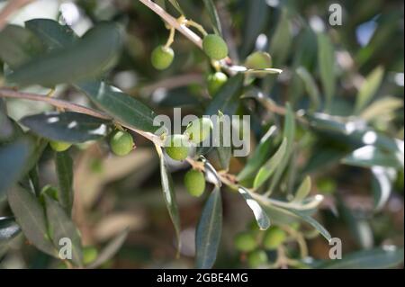 Olive verdi giovani appese all'olivo in estate, sfondo naturale Foto Stock