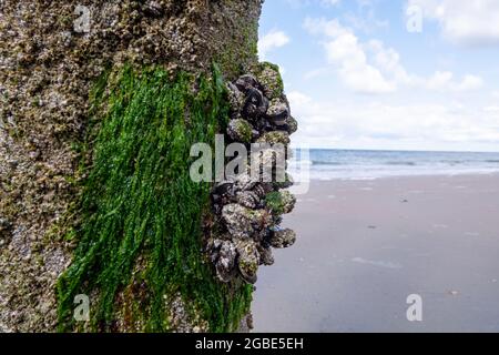 Gruppi di cozze vive vongole molluschi che crescono su pali di legno a bassa marea nel Mare del Nord, Zoutelande, Zelanda, Paesi Bassi Foto Stock