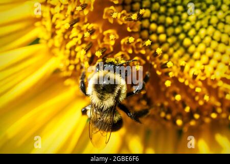 Un'ape bumble lavora sulla raccolta del polline su un girasole. Vista ravvicinata. Foto Stock