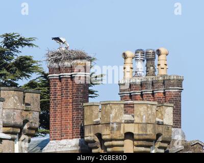 Cicogna bianca (Ciconia ciconia) genitore regurgitating cibo per nutrire i suoi due pulcini in un nido costruito sui camini del Castello di Knepp, Sussex, UK, giugno. Foto Stock