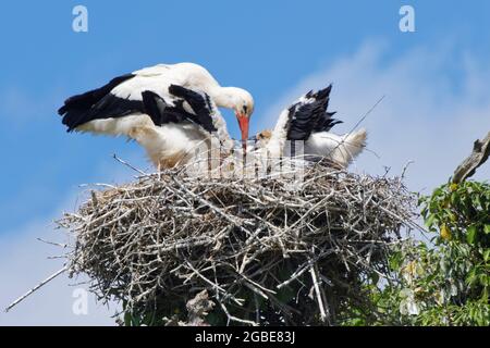 Cicogna bianca (Ciconia ciconia) genitore regurgitating cibo per alimentare i suoi tre grandi pulcini in un nido in un albero di quercia, Knepp Estate, Sussex, UK, giugno 2021. Foto Stock