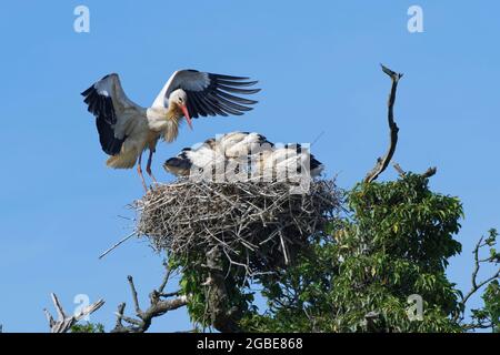 Cicogna bianca (Ciconia ciconia) che atterra sul suo nido in un albero di quercia per nutrire tre pulcini grandi, Knepp Estate, Sussex, UK, giugno 2021. Foto Stock