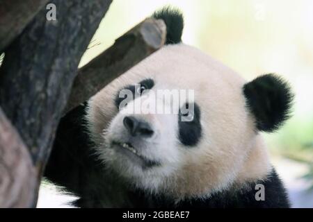 Panda che gioca nello zoo di berlino Foto Stock