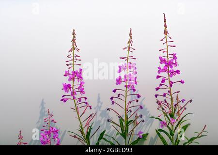 Fireweed con ombra, Yoho National Park, British Columbia, Canada Foto Stock