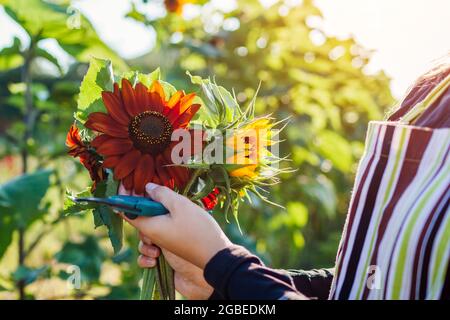 Donna giardiniere raccoglie girasoli arancioni in giardino d'estate utilizzando potatore. Taglio fiori raccolta per bouquet Foto Stock