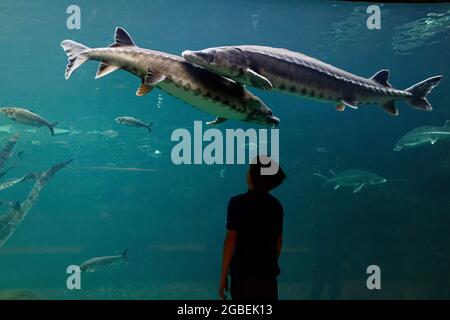 Una silhouette di un ragazzo (9 anni) che guarda uno storione in un acquario Foto Stock