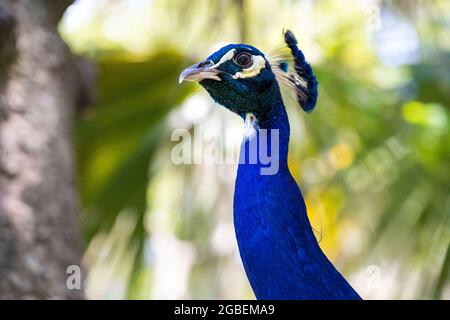 Primo piano della bellissima pavone blu indiana (cristata di Pavo) al Parco Archeologico della Fontana della Gioventù di Ponce de Leon a St. Augustine, Florida. (STATI UNITI) Foto Stock