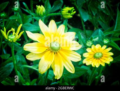 Una chiusura di un fiore Foto Stock