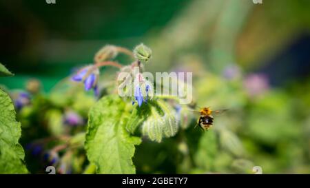 Closeup selettivo di un'ape che raccoglie polline da un fiore di borragine Foto Stock