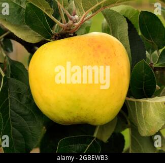 Apple 'Hambling's Seedling', varietà culinaria, malus domestica, mele da cucina, fornelli, frutta Foto Stock