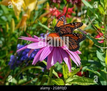 Due farfalle monarca, Danaus plexippus, che si nutrono di un fiore di cono viola, Echinacea purpurea, in un giardino a Speculator, NY USA Foto Stock