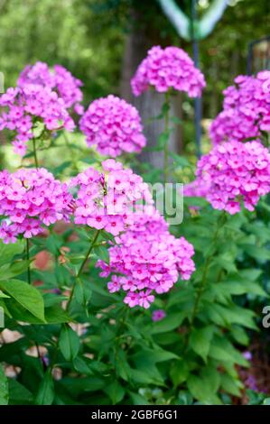 Rosa Phlox alti,Polemoniaceae, fiori trovati in una casa con giardino in Alabama, Stati Uniti d'America. Foto Stock