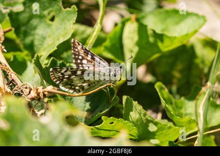 Butterfly comune Chequered Skipper su foglia Foto Stock