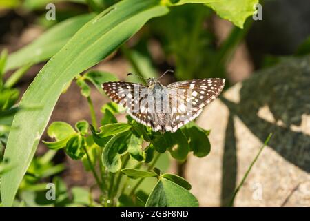 Butterfly comune Chequered Skipper su foglia Foto Stock