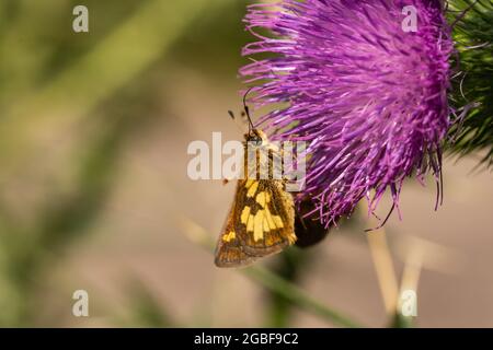 Peck's Skipper nutrire i fiori di toro Thistle Foto Stock