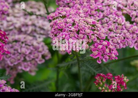 Fiori di Yarrow rosa in estate Foto Stock