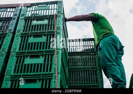 Salvador, Bahia, Brasile - 15 settembre 2018: Persona in un camion che scarica scatole verdi con frutta all'interno per la fiera. Foto Stock