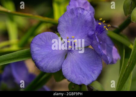 Fiore di Spiderwort in fiore in estate Foto Stock