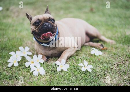 Primo piano di un bulldog francese con un simpatico muso sdraiato sull'erba vicino ai fiori bianchi Foto Stock