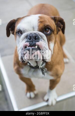 Bulldog inglese con un underbite Foto Stock