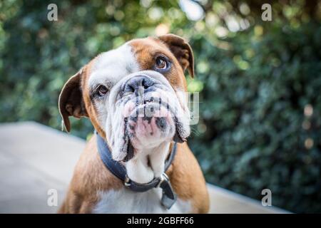 Bulldog inglese con un underbite Foto Stock