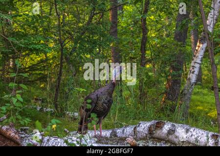 Jake turchia nel Wisconsin settentrionale. Foto Stock