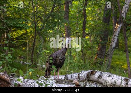 Jake turchia nel Wisconsin settentrionale. Foto Stock