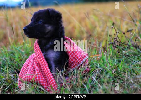 Primo piano di un pastore tedesco nero coperto da una coperta rossa seduta sull'erba del campo Foto Stock