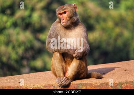 Colpo di una scimmia alpha maschile macaque aggressiva seduta sulla pietra su sfondo sfocato giungla Foto Stock