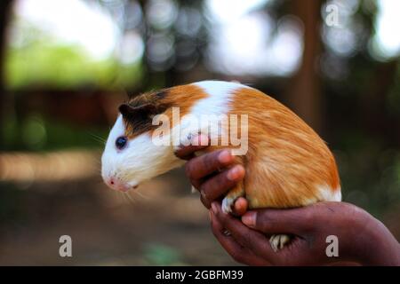 Colpo di primo piano di un piccolo porcellino di Guinea bianco e marrone in mani umane Foto Stock