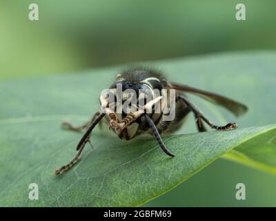 Primo piano di un calvo di fronte al cornetto (Dolichovespula maculata) che pulisce le sue antenne Foto Stock