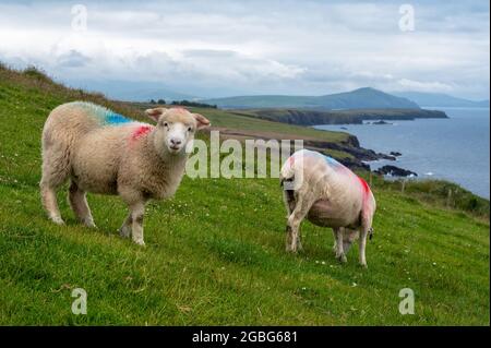 Pascolo di pecore in un campo nella penisola di Dingle Irlanda Foto Stock