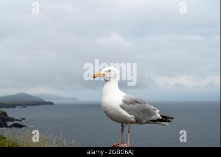 Primo piano immagine di un gabbiano in piedi vicino alla costa di Dingle in Irlanda Foto Stock
