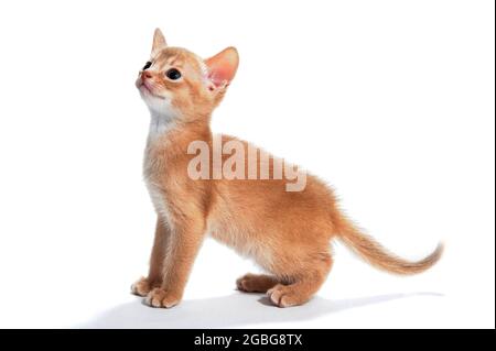 zenzero striato gatto purebred si leva su sfondo bianco isolato Foto Stock