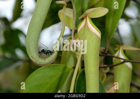 Impianto di caraffa Nepenthes albomarginata con batterista nero (Polyrhachis pruinosa), Bako, Sarawak, Borneo Foto Stock