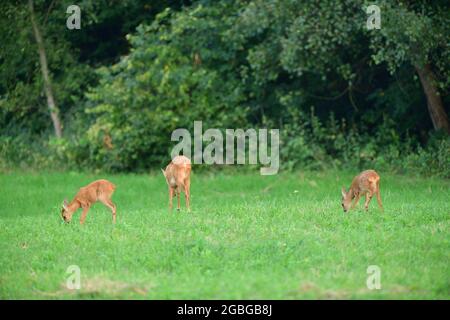 Capriolo di capriolo con due giovani pascoli sull'erba al tramonto Foto Stock