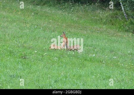 Capriolo di capriolo con due giovani pascoli sull'erba al tramonto Foto Stock