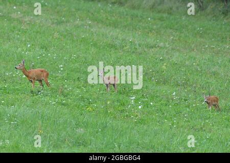 Capriolo di capriolo con due giovani pascoli sull'erba al tramonto Foto Stock