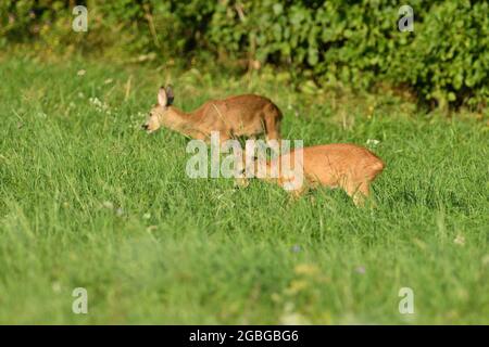 Capriolo di capriolo con due giovani pascoli sull'erba al tramonto Foto Stock