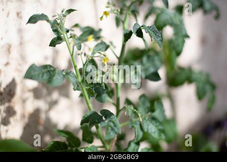 Piccola frutta di pomodoro su un Bush. Coltivare i pomodori a casa sul davanzale. Cespugli di pomodori in fiore. Piantine di pomodoro sul davanzale nell'apa Foto Stock