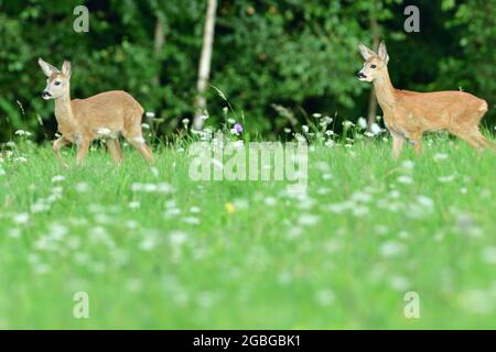 Capriolo di capriolo con due giovani pascoli sull'erba al tramonto Foto Stock