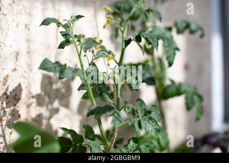 Piccola frutta di pomodoro su un Bush. Coltivare i pomodori a casa sul davanzale. Cespugli di pomodori in fiore. Piantine di pomodoro sul davanzale nell'apa Foto Stock