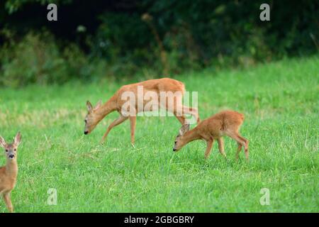 Capriolo di capriolo con due giovani pascoli sull'erba al tramonto Foto Stock