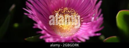 Carpobrotus chilensis o carpobrotus edulis fiore closeup Foto Stock