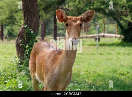 Primo piano di una giovane femmina di Cheetal (conosciuta anche come spotted o Axis) cervo. Foto Stock